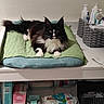 cat, black_and_white, longhaired, fluffy, pet, feline, green_cushion, lounging, sitting, alert, whiskers, pointed_ears, white_paws, pink_nose, bathroom, shelf, storage_basket, toiletries, baby_supplies, indoor