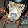 Aïko a rejoint le concours — aidez-le/la à gagner de superbes lots ! dog, helmet, costume, pet, animal, portrait, closeup, brindle, standing, bed, bedroom, indoors, flash, brown_dog, white_markings, serious, funny, human_hand, home, photography