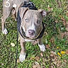 animal, blue_eyes, brown_dog, close_up, dog, grass, grassland, harness, leash, leaves, lock_screen, morning, nature, outdoor, pet, pit_bull_type, portrait, smartphone_screenshot, standing, white_markings
