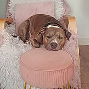Aïko participe au concours pour gagner de l'argent avec cette photo : dog, brown_dog, pet, animal, sleepy, resting, lying_down, face, eyes, nose, collar, pink_chair, ottoman, fuzzy_blanket, home, indoor, furniture, wooden_floor, portrait, cozy
