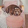 dog, brown_dog, pet, animal, sleepy, resting, lying_down, face, eyes, nose, collar, pink_chair, ottoman, fuzzy_blanket, home, indoor, furniture, wooden_floor, portrait, cozy