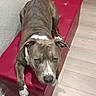 animal, bench, brindle, dog, ears, eyes, face, funny_pose, home, indoors, lying_down, nose, pet, pit_bull_type, portrait, red_furniture, wall, white_chest, white_paws, wood_floor
