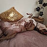 Aïko a rejoint le concours — aidez-le/la à gagner de superbes lots ! animal, bed, bedroom, brown_and_white, collar, decor, dog, funny_pose, glitter, home, indoor, large_dog, lying_down, pet, pillow, plant, relaxed, sleeping, tongue, upside_down
