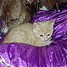 animals, bed, brown_dog, cat, closeup, collar, companionship, cozy, cream_cat, cute, dog, indoors, kitten, lying_down, pet, portrait, purple_blanket, resting, sleeping, snuggling