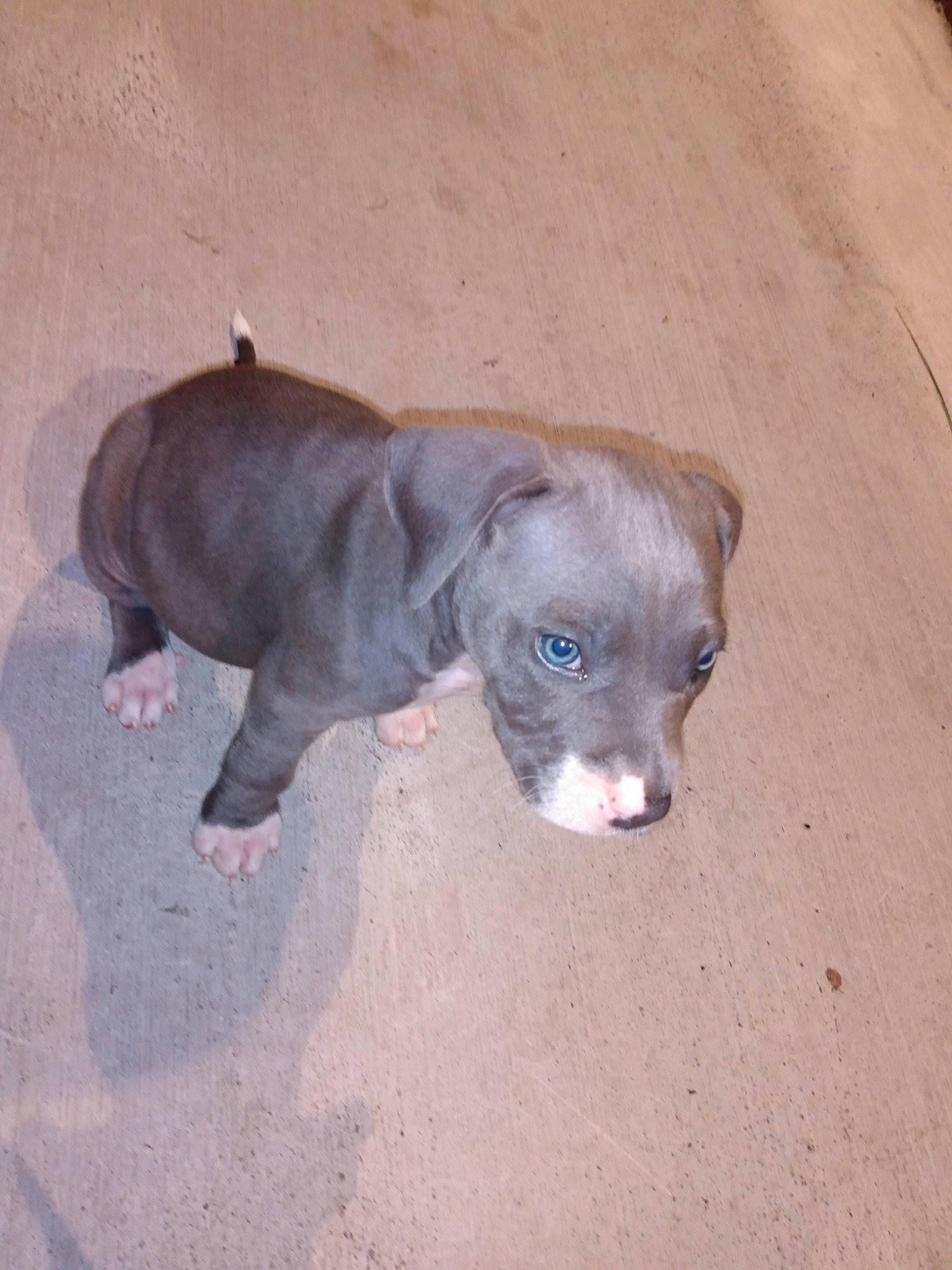 Diamond Rose is registered to the contest to win money with this photo: american_hairless_terrier, american_pit_bull_terrier, american_staffordshire_terrier, blue_lacy, canidae, carnivore, dog, dog_breed, fawn, italian_greyhound, mammal, non_sporting_group, peruvian_hairless_dog, pit_bull, puppy, snout, sporting_group, vertebrate, weimaraner