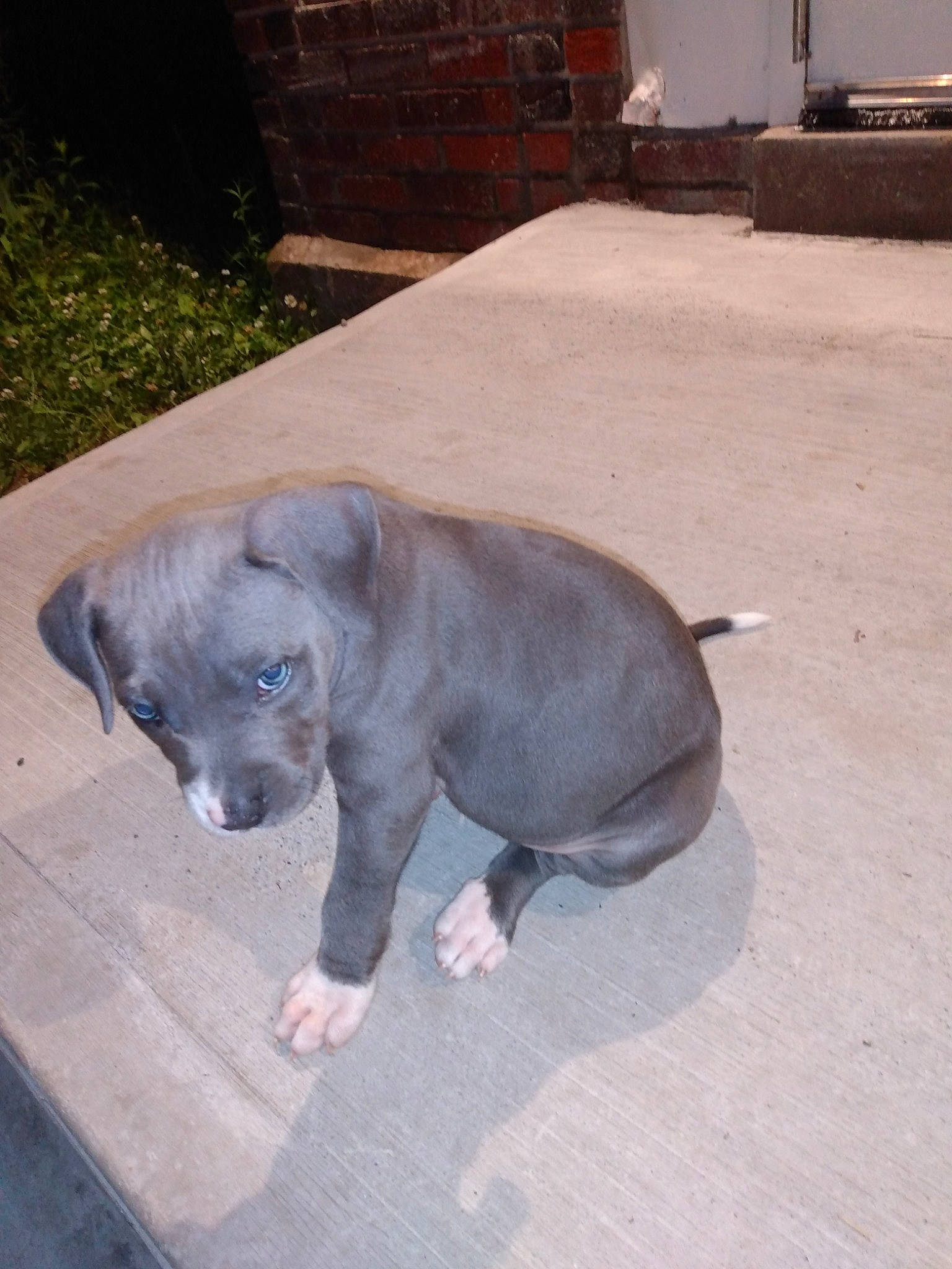 Diamond Rose is registered to the contest to win money with this photo: american_pit_bull_terrier, american_staffordshire_terrier, canidae, carnivore, companion_dog, dog, dog_breed, fawn, mammal, non_sporting_group, pit_bull, puppy, snout, sporting_group, vertebrate