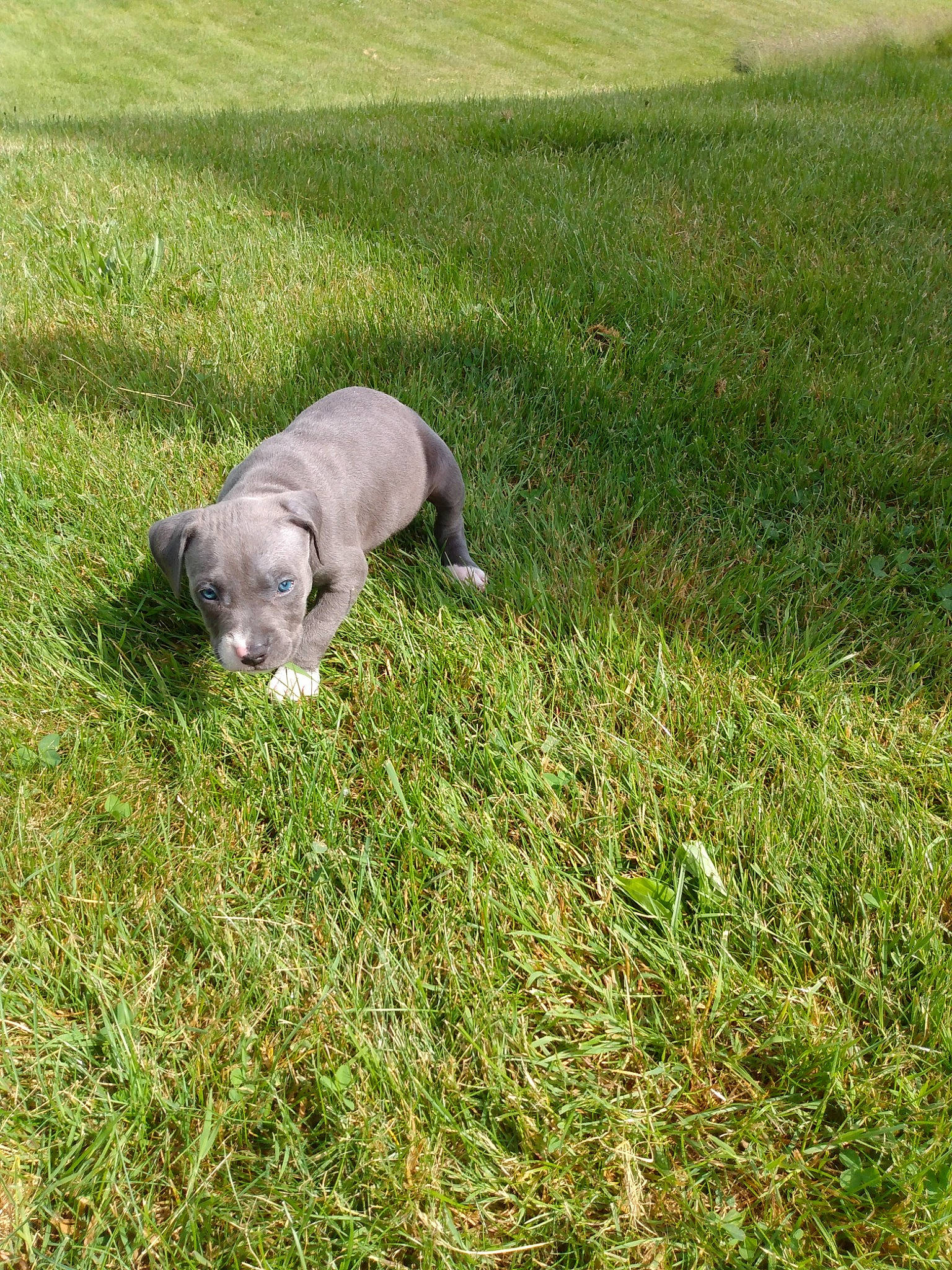 Diamond Rose joined the competition — help win amazing prizes! canidae, carnivore, companion_dog, dog, dog_breed, fawn, grass, mammal, plant, puppy, sporting_group, vertebrate, weimaraner