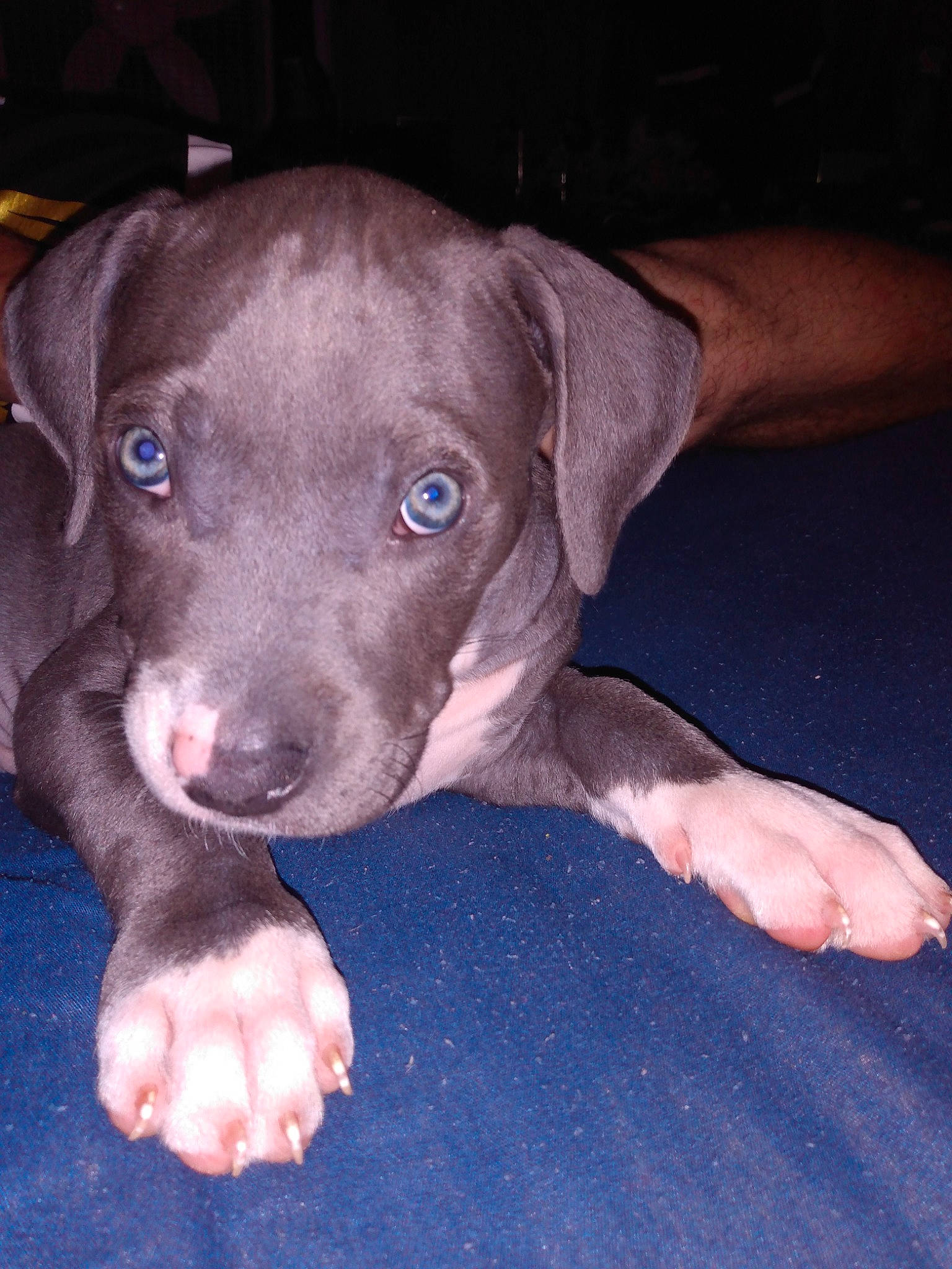 Diamond Rose joined the competition — help win amazing prizes! american_pit_bull_terrier, beagador, blue_lacy, canidae, carnivore, dog, dog_breed, fawn, great_dane, mammal, non_sporting_group, nose, pit_bull, puppy, snout, sporting_group, weimaraner