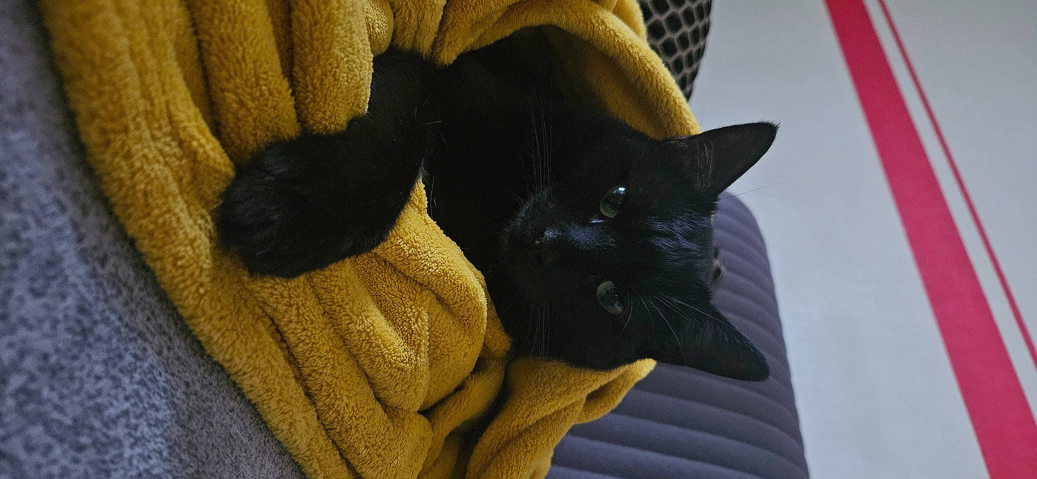 Chipie participe au concours pour gagner de l'argent avec cette photo : black_cat, bombay, carnivore, cat, cat_supply, comfort, domestic_short_haired_cat, fawn, felidae, fur, grey, linens, mammal, nap, small_to_medium_sized_cats, snout, tail, vertebrate, whiskers, wood