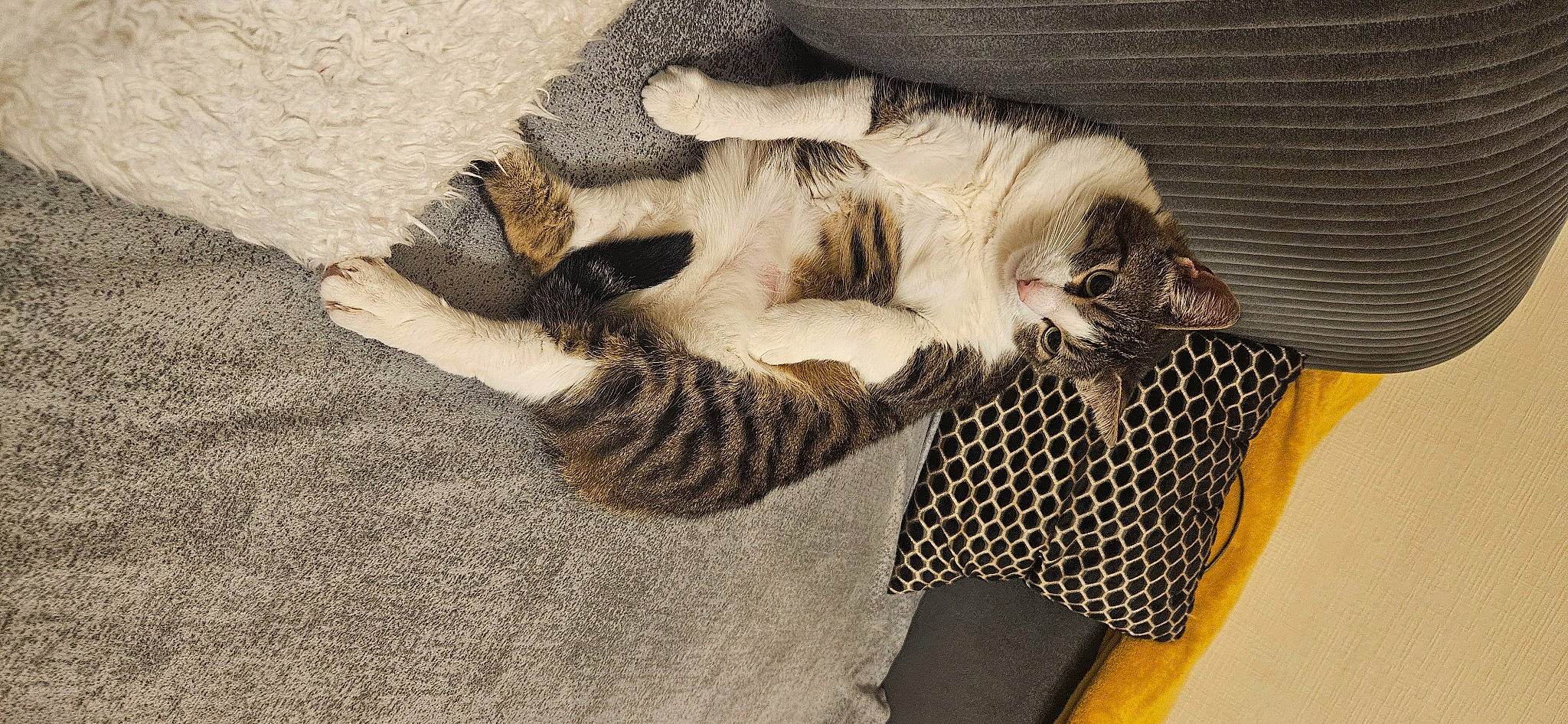 Fifi participe au concours pour gagner de l'argent avec cette photo : carnivore, cat, claw, comfort, domestic_short_haired_cat, fawn, felidae, foot, fur, grey, nap, paw, sand, small_to_medium_sized_cats, snout, tail, terrestrial_animal, tree, whiskers, wood