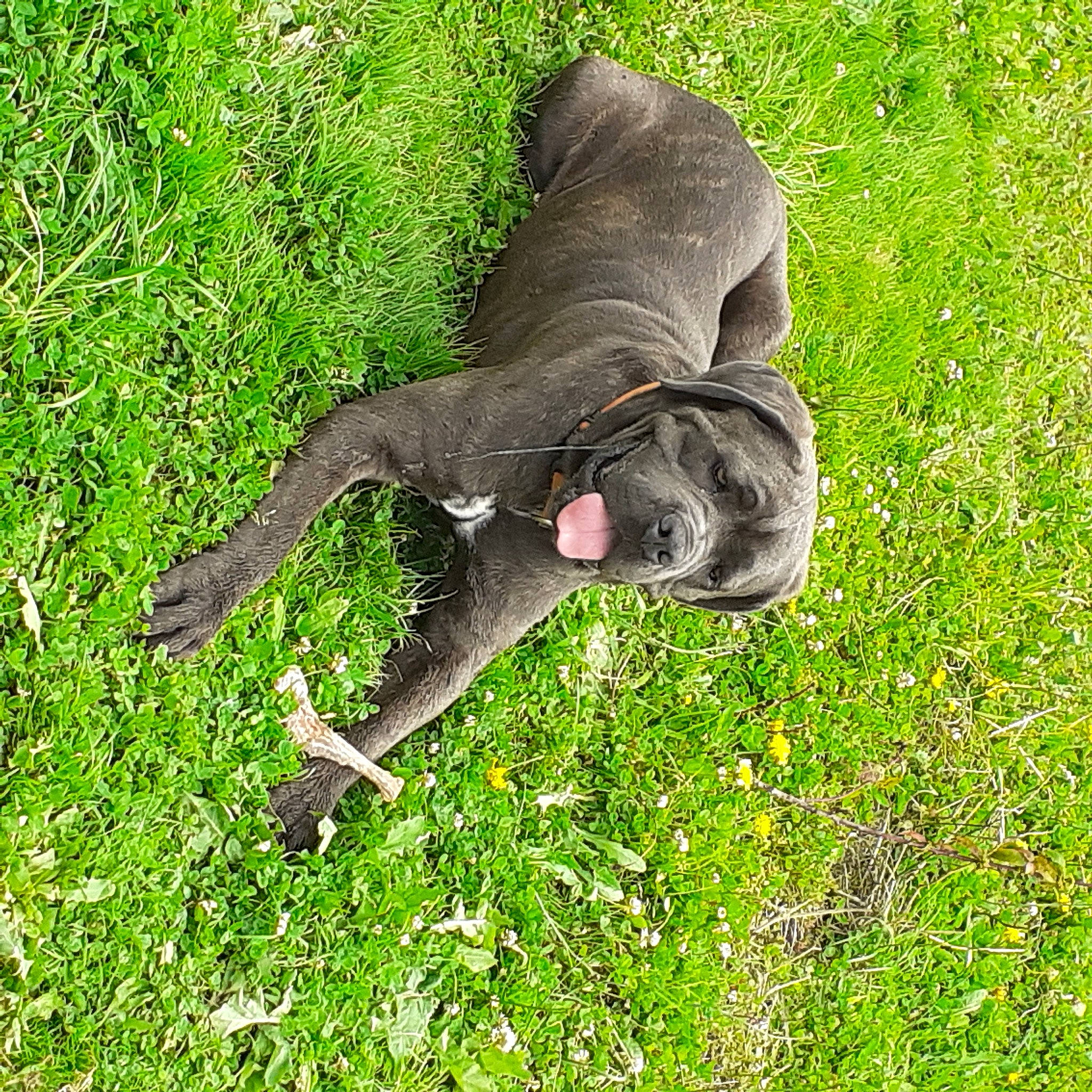 Poka participe au concours pour gagner de l'argent avec cette photo : dog_breed, grass, grass_family, grassland, groundcover, pasture, people_in_nature, plant, shrub, sporting_group, tail, terrestrial_animal, wildlife, working_animal