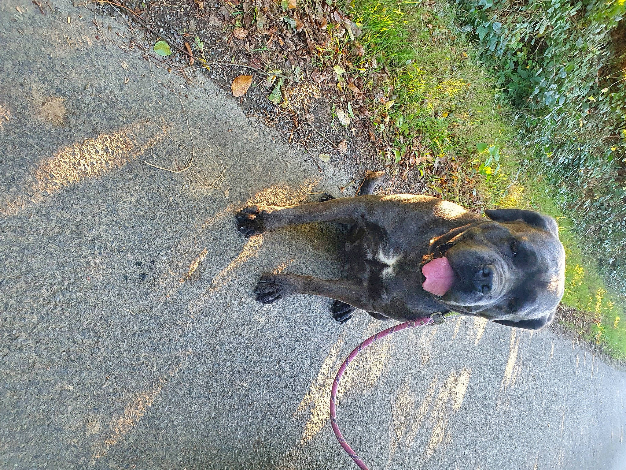 Poka a rejoint le concours — aidez-le/la à gagner de superbes lots ! asphalt, carnivore, collar, concrete, dog, dog_breed, fawn, grass, leash, plant, road, road_surface, shadow, sidewalk, snout, soil, sporting_group, tail, tar, working_animal