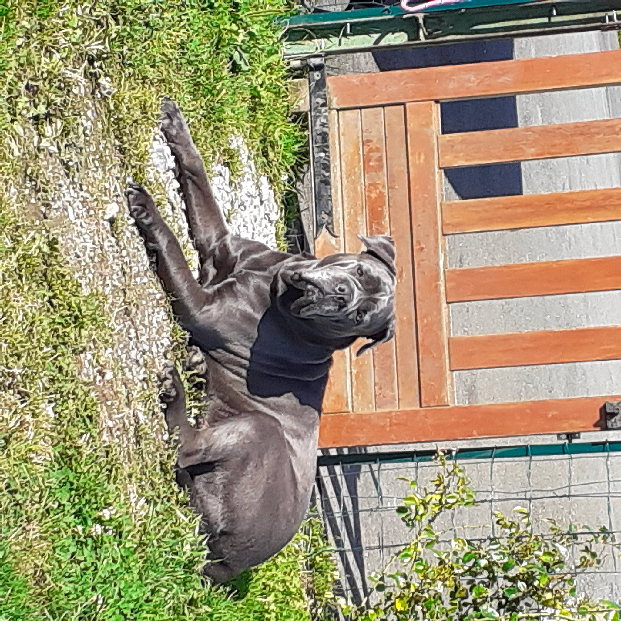 Mishka a rejoint le concours — aidez-le/la à gagner de superbes lots ! canidae, fawn, forest, garden, grass, hat, home_fencing, lawn_ornament, mammal, people_in_nature, plant, shrub, sporting_group, tail, terrestrial_animal, tree, trunk, wildlife, wood, yard