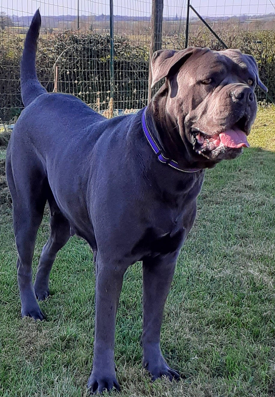 Mishka participe au concours pour gagner de l'argent avec cette photo : canidae, carnivore, collar, companion_dog, dog, dog_breed, dog_collar, dog_supply, fawn, fence, grass, liver, pet_supply, plant, snout, sporting_group, tail, whiskers, working_animal, wrinkle