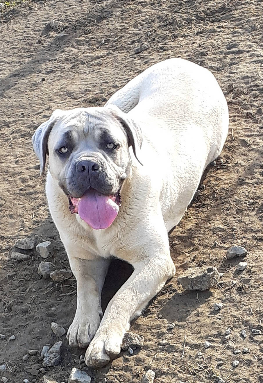 Raïko a rejoint le concours — aidez-le/la à gagner de superbes lots ! bulldog, canidae, carnivore, companion_dog, dog, dog_breed, fawn, grass, molosser, non_sporting_group, paw, snout, soil, sporting_group, terrestrial_animal, whiskers, wildlife, working_animal, working_dog, wrinkle