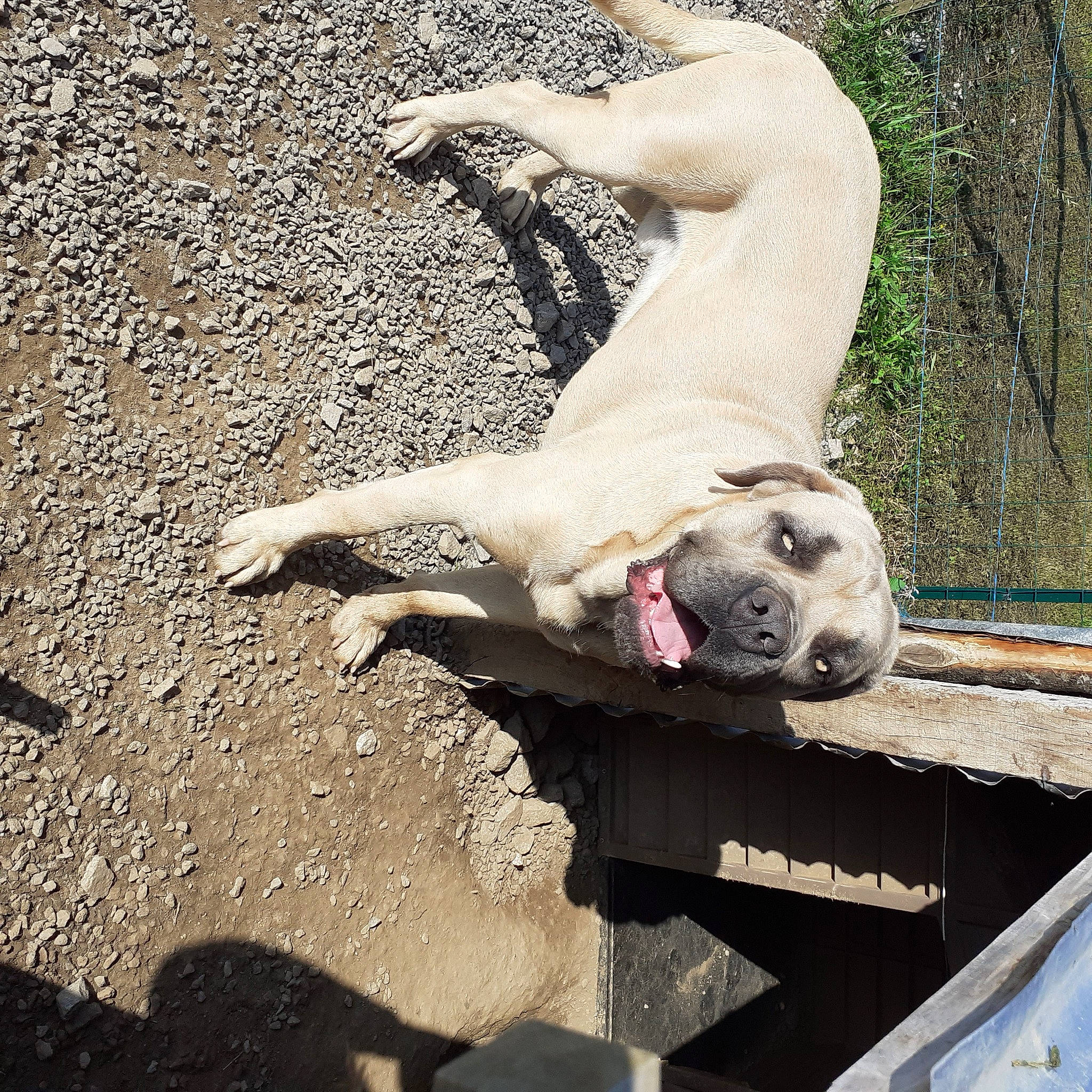 Raïko participe au concours pour gagner de l'argent avec cette photo : canidae, carnivore, companion_dog, concrete, dog, dog_breed, dress, fawn, grass, plant, recreation, road_surface, soil, sporting_group, street_dog, sunglasses, tail, terrestrial_animal, tree, working_animal