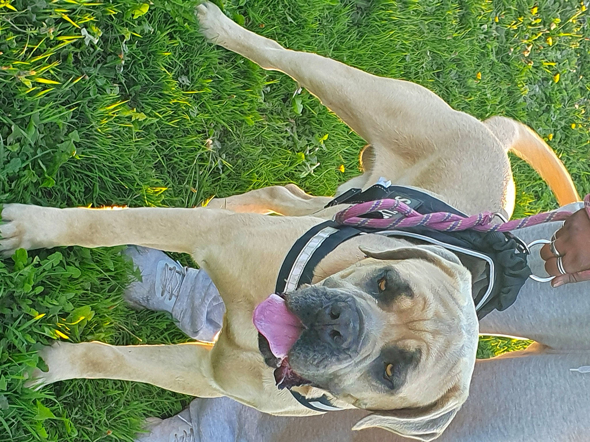 Raïko a rejoint le concours — aidez-le/la à gagner de superbes lots ! bulldog, canidae, carnivore, collar, companion_dog, dog, dog_breed, dog_collar, dog_supply, fashion_accessory, fawn, grass, leash, pet_supply, plant, snout, sporting_group, toy_dog, working_animal, wrinkle