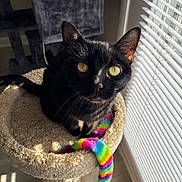 Missy joined the competition — help win amazing prizes! black_cat, carpet, cat, cat_bed, cat_tree, close_up, curious, feline, fur, home_interior, indoor, paws, pet, playful, portrait, rainbow_toy, sunlight, whiskers, window_blinds, yellow_eyes