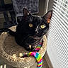 black_cat, carpet, cat, cat_bed, cat_tree, close_up, curious, feline, fur, home_interior, indoor, paws, pet, playful, portrait, rainbow_toy, sunlight, whiskers, window_blinds, yellow_eyes