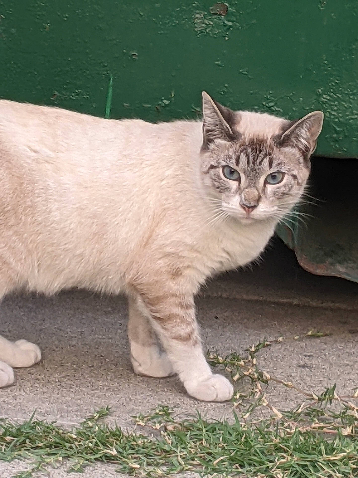 Osito joined the competition — help win amazing prizes! abyssinian, angora, animal, cat, kitten, manx, pet, siamese