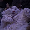 Zero is registered to the contest to win money with this photo: animal, brown_patches, cat, close_up, closed_eyes, cozy, fluffy, indoors, long_haired, low_light, nap, paws, pet, pink_nose, portrait, relaxed, sleeping, soft_fur, whiskers, white_fur