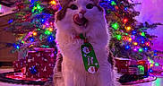 Zero is registered to the contest to win money with this photo: animal, cat, christmas, christmas_tree, colorful_lights, festive, fluffy_cat, gift_boxes, holiday, indoors, licking_nose, living_room, long_fur, ornaments, pet, portrait, ribbon, sitting, train_set, wooden_floor