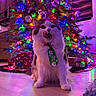 cat, fluffy_cat, christmas, christmas_tree, holiday, festive, ornaments, colorful_lights, ribbon, pet, animal, sitting, indoors, living_room, wooden_floor, gift_boxes, train_set, portrait, long_fur, licking_nose