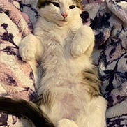 Zero joined the competition — help win amazing prizes! belly_up, blanket, cat, cozy, cute, ears, fluffy, indoors, kitten, long_hair, lying_down, paws, pet, pink_nose, portrait, relaxed, tabby, tail, whiskers, white_cat