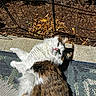 Zero is registered to the contest to win money with this photo: animal_portrait, brown_fur, cat, cushion, fallen_leaves, fence, fluffy, garden, long_hair, looking_at_camera, lying_down, outdoor, patio, pet, pink_nose, relaxed, sprawling, sunlight, whiskers, white_fur