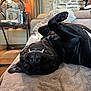 Ely participe au concours pour gagner de l'argent avec cette photo : dog, black_dog, upside_down, lying, couch, indoor, fangs, relaxed, pet, fur, nose, whiskers, living_room, blanket, window, curtains, baby_chair, cozy, home, comfortable