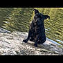Ely participe au concours pour gagner de l'argent avec cette photo : dog, black_dog, rock, water, river, outdoor, nature, animal, pet, sitting, curious, head_tilt, reflection, sunlight, daytime, mammal, canine, fur, ears, snout