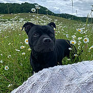 Ely a rejoint le concours — aidez-le/la à gagner de superbes lots ! dog, black_dog, daisy, flower_field, grass, outdoor, cloudy_sky, nature, blanket, pet, animal, greenery, summer, canine, plant, landscape, flora, cute, alert, peaceful