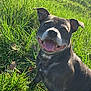 Lovely participe au concours pour gagner de l'argent avec cette photo : dog, black_dog, grass, outdoor, sunlight, happy, tongue_out, smiling, pet, nature, ears, sitting, canine, greenery, animal, daylight, playful, fur, muzzle, cheerful