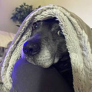 Lovely a rejoint le concours — aidez-le/la à gagner de superbes lots ! dog, blanket, face, fur, indoor, plant, cozy, resting, snug, fur_texture, nose, eye, home, comfort, relaxed, animal, pet, soft, couch, human_leg