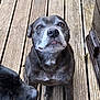 dog, pets, wooden_deck, outdoor, brown_dog, black_dog, canine, fur, sniffing, sitting, animal, companion, looking_up, closeup, nature, daylight, texture, portrait, friendly, curious
