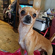 Dax is registered to the contest to win money with this photo: dog, chihuahua, pet, indoor, alert, brown_fur, small_dog, blanket, living_room, furniture, colorful, floor, cute, animal, closeup, ears, nose, whiskers, standing, curious