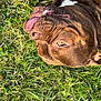 dog, brown_dog, tongue_out, grass, outdoor, pet, animal, close_up, playful, cute, canine, fur, eye, nature, summer, sunlight, lazy, resting, muzzle, happy