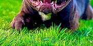 Tchoco a rejoint le concours — aidez-le/la à gagner de superbes lots ! animal, brown_dog, canine, closeup, dog, eyes, fur, grass, happy, lying_down, muzzle, nature, nose, outdoor, pet, playful, smiling_dog, sunlight, tongue, tongue_out