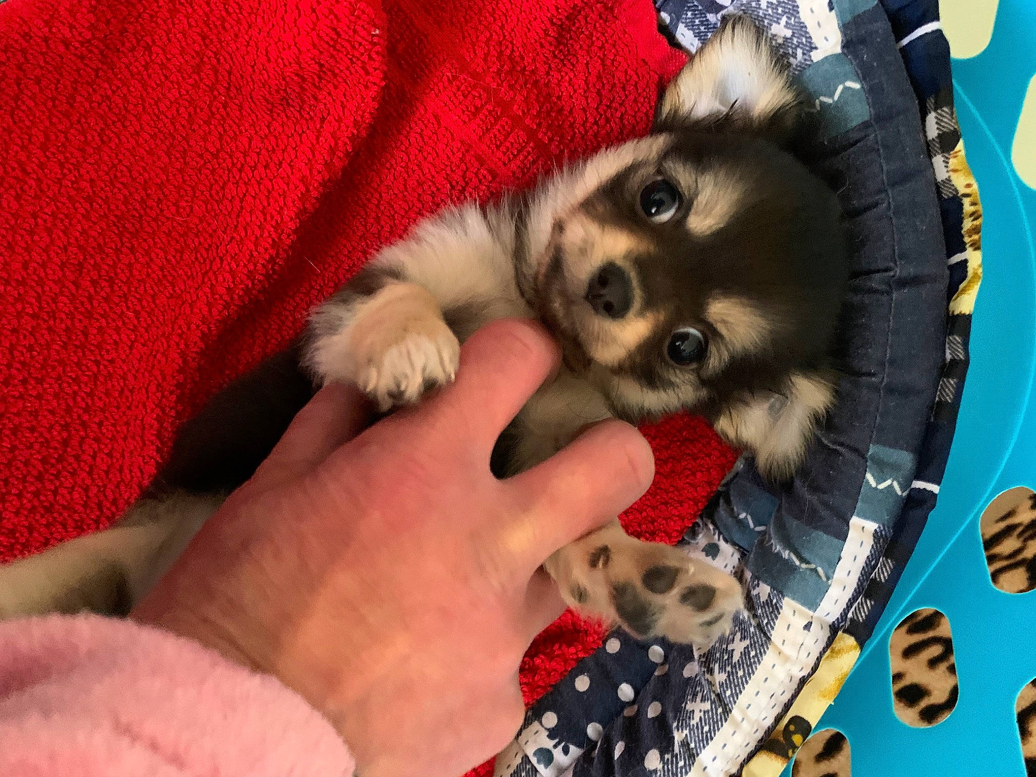 Boulette participe au concours pour gagner de l'argent avec cette photo : canidae, carnivore, comfort, companion_dog, dog, dog_breed, dog_supply, fawn, finger, fur, nail, pattern, paw, recreation, snout, sporting_group, tableware, toy_dog, whiskers, wrist