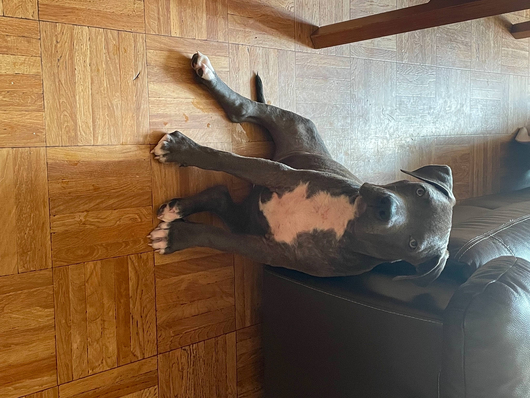 Hulk a rejoint le concours — aidez-le/la à gagner de superbes lots ! art, ceiling, comfort, couch, floor, flooring, gesture, hardwood, human_leg, mammal, room, sculpture, shadow, statue, tail, tints_and_shades, visual_arts, wood, wood_stain, wrist