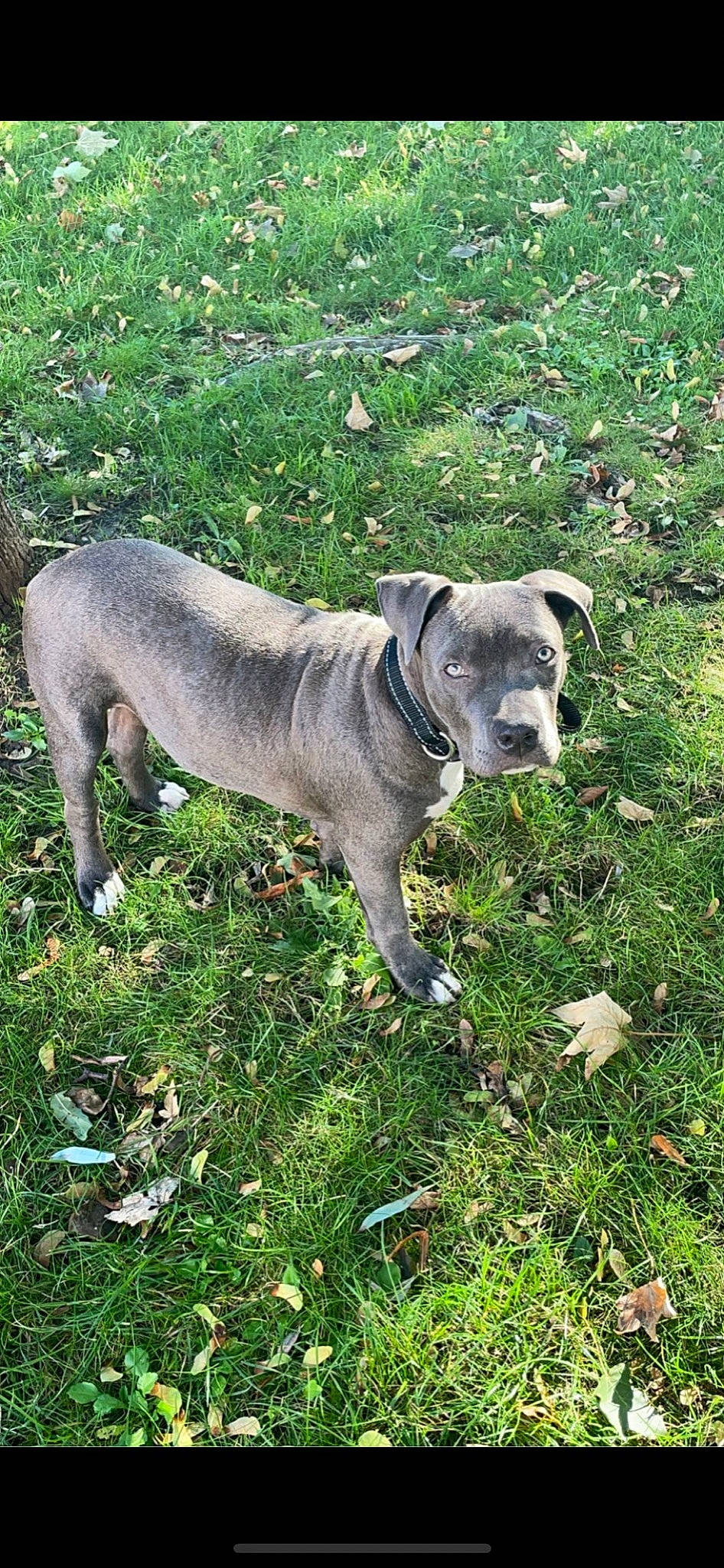 Hulk participe au concours pour gagner de l'argent avec cette photo : canidae, carnivore, collar, companion_dog, dog, dog_breed, dog_collar, fawn, grass, groundcover, guard_dog, non_sporting_group, plant, snout, sporting_group, tail, terrestrial_animal, working_animal, working_dog