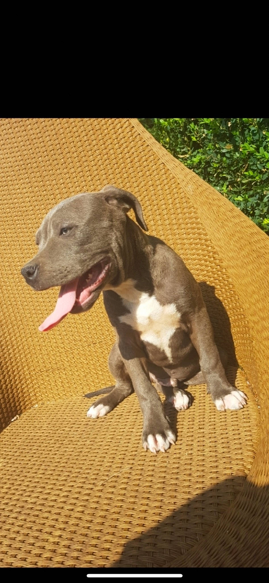 Hulk a rejoint le concours — aidez-le/la à gagner de superbes lots ! canidae, carnivore, collar, companion_dog, dog, dog_breed, dog_collar, dog_supply, fawn, liver, paw, pet_supply, rampur_greyhound, snout, sporting_group, tail, terrestrial_animal, whiskers, wood, working_animal