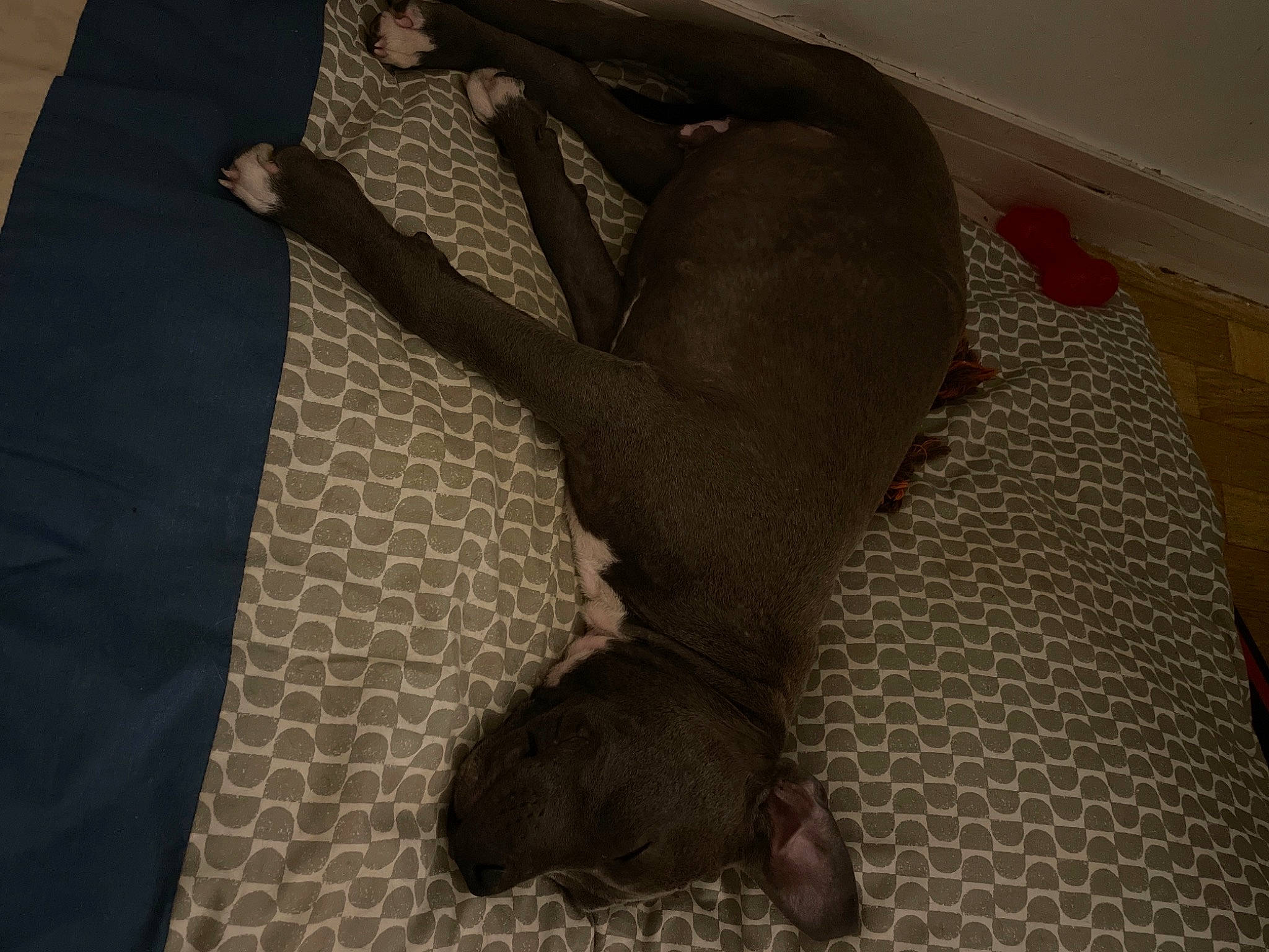 Hulk a rejoint le concours — aidez-le/la à gagner de superbes lots ! barefoot, comfort, dog_breed, felidae, flooring, foot, fur, grey, hardwood, human_leg, knee, leg, linens, room, sandal, sleeve, tail, thigh, toe, wood