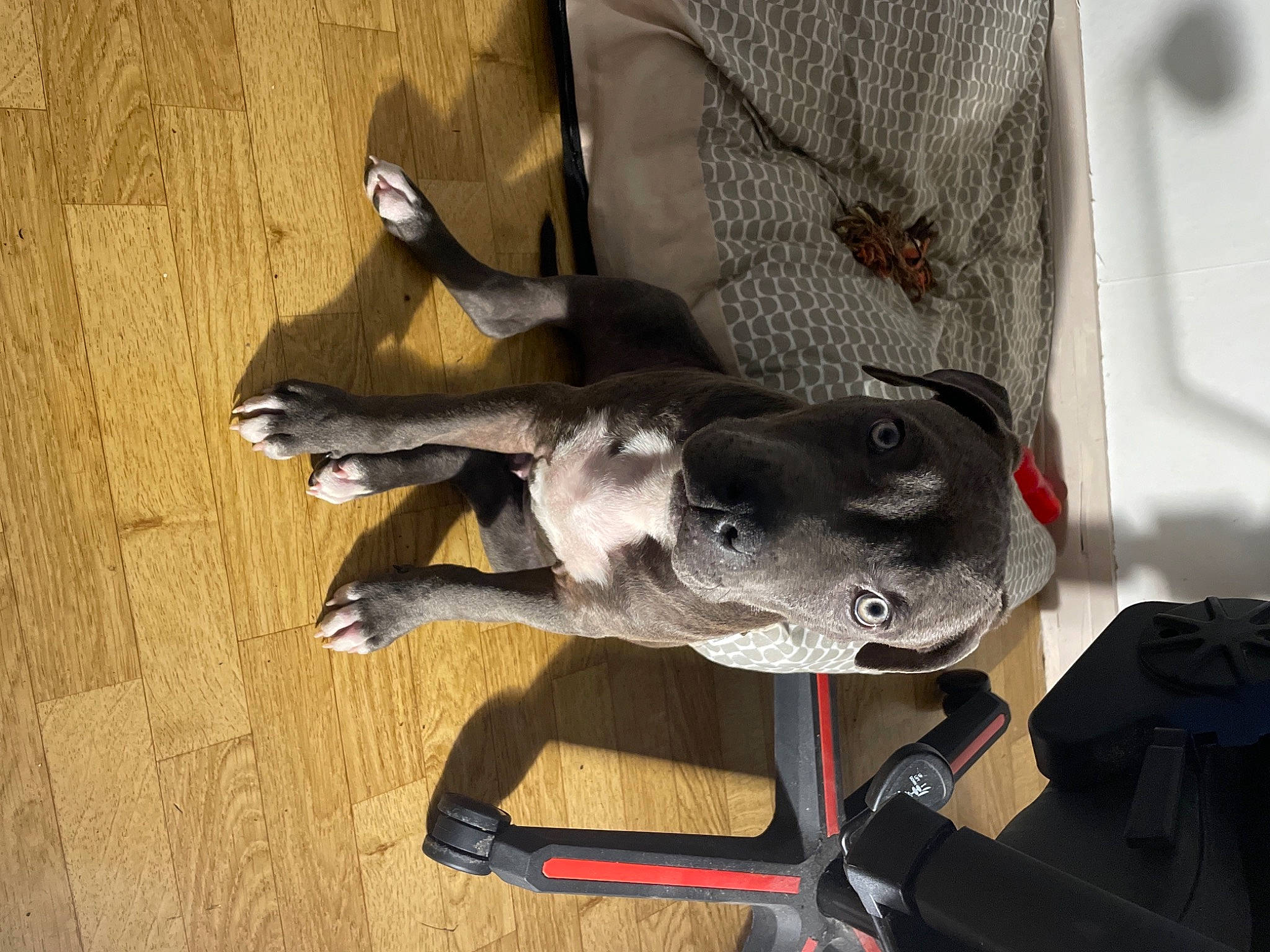 Hulk participe au concours pour gagner de l'argent avec cette photo : adventure, canidae, carmine, carnivore, collar, companion_dog, dog, dog_breed, dog_collar, fawn, flooring, grey, hardwood, leash, personal_protective_equipment, pet_supply, snout, sporting_group, wood, working_animal