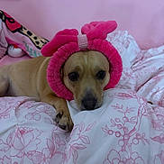 Poppy is registered to the contest to win money with this photo: dog, bed, pink, headband, bow, animal, pet, cute, floral, fabric, lying_down, indoor, cozy, soft, resting, looking, face, ears, paws, expression