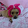 dog, bed, pink, headband, bow, animal, pet, cute, floral, fabric, lying_down, indoor, cozy, soft, resting, looking, face, ears, paws, expression