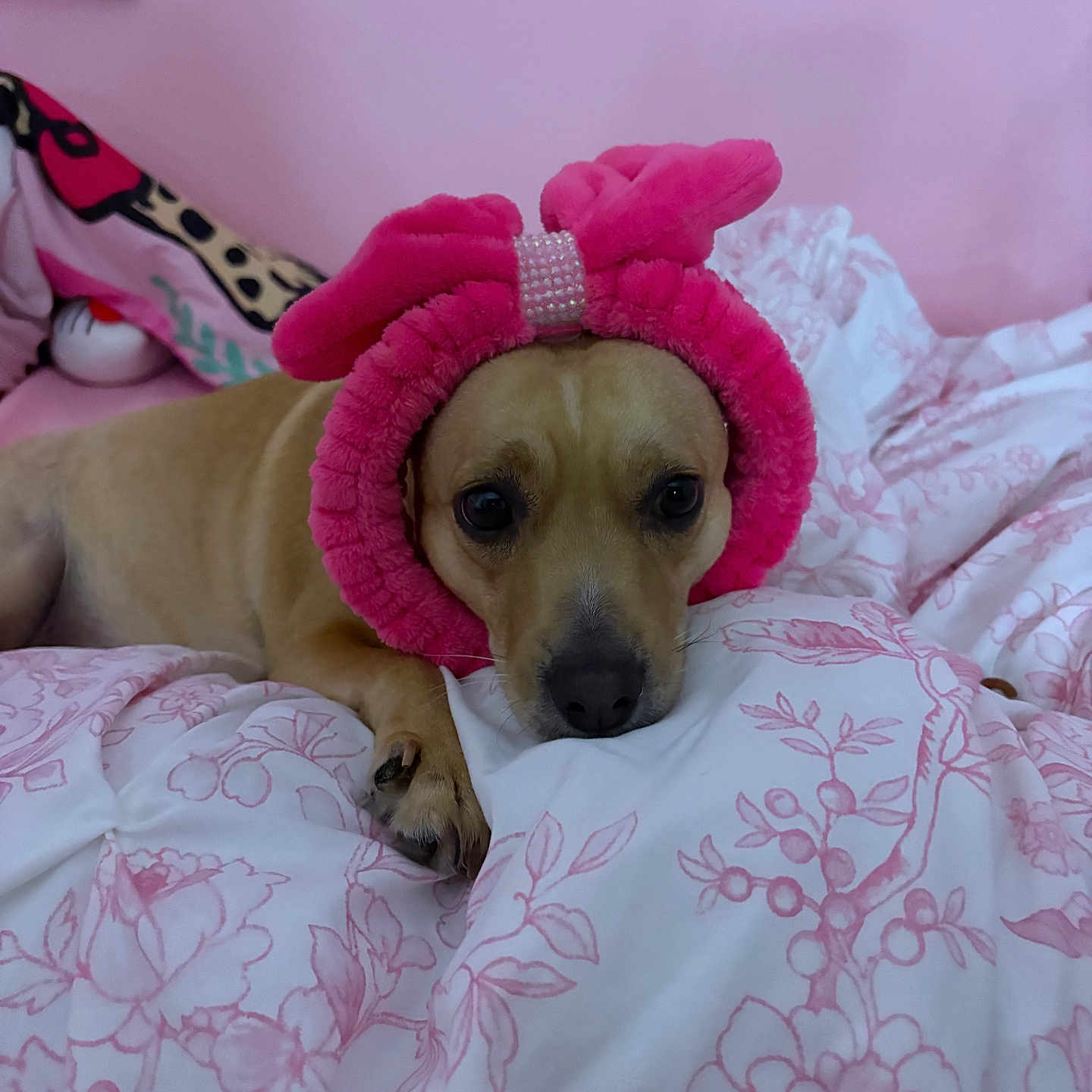 Poppy is registered to the contest to win money with this photo: dog, bed, pink, headband, bow, animal, pet, cute, floral, fabric, lying_down, indoor, cozy, soft, resting, looking, face, ears, paws, expression
