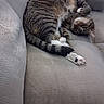 Willow joined the competition — help win amazing prizes! animal, cat, comfortable, couch, cozy, domestic_cat, feline, fur, furniture, indoor, paw, pet, pink_paw_pads, relaxed, resting, sleeping, striped, tabby, tail, whiskers