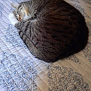 Willow is registered to the contest to win money with this photo: animal, bed, cat, cozy, curled_up, cute, domestic_cat, feline, indoor, nap_time, patterned_bedspread, pet, quilt, relaxed, resting, sleeping, soft, striped_fur, tabby, whiskers