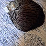 animal, bed, cat, cozy, curled_up, cute, domestic_cat, feline, indoor, nap_time, patterned_bedspread, pet, quilt, relaxed, resting, sleeping, soft, striped_fur, tabby, whiskers